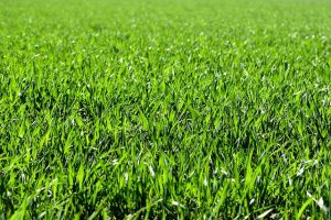 Ultimate Grass Seed Pricing Guide